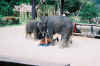 Elephant Massage Cambodia